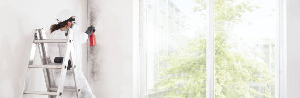Reliable Mount Shasta, CA Mold Removal Solutions